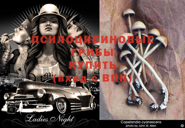сатива Абинск